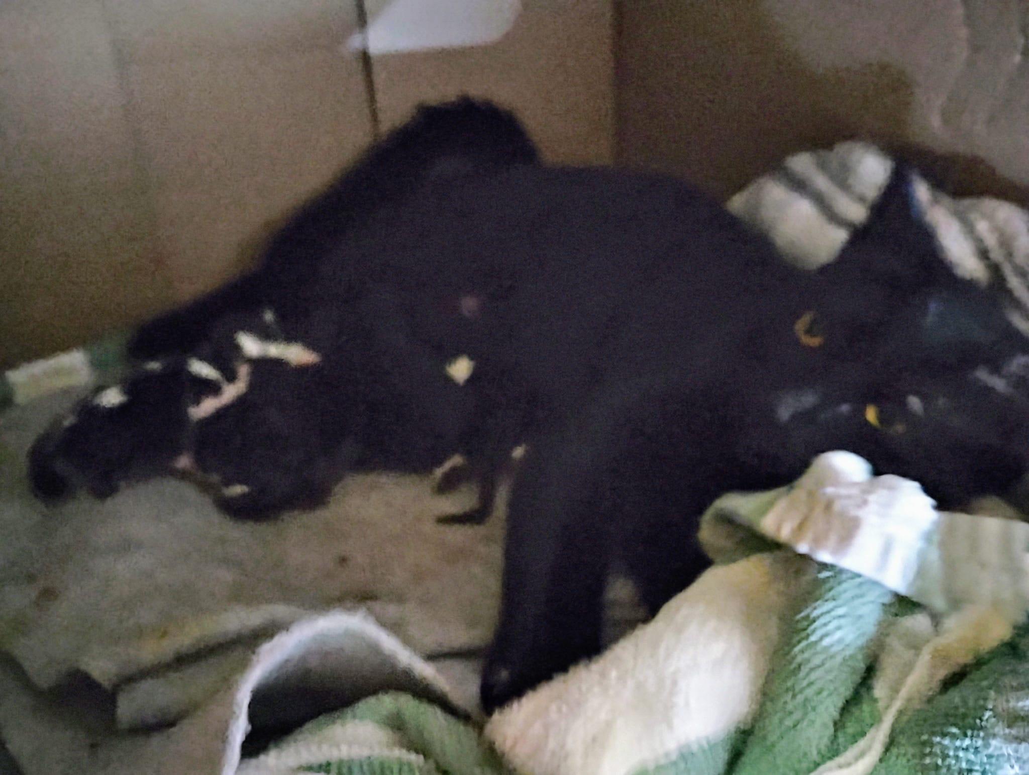 Terrah — thumbnail 5