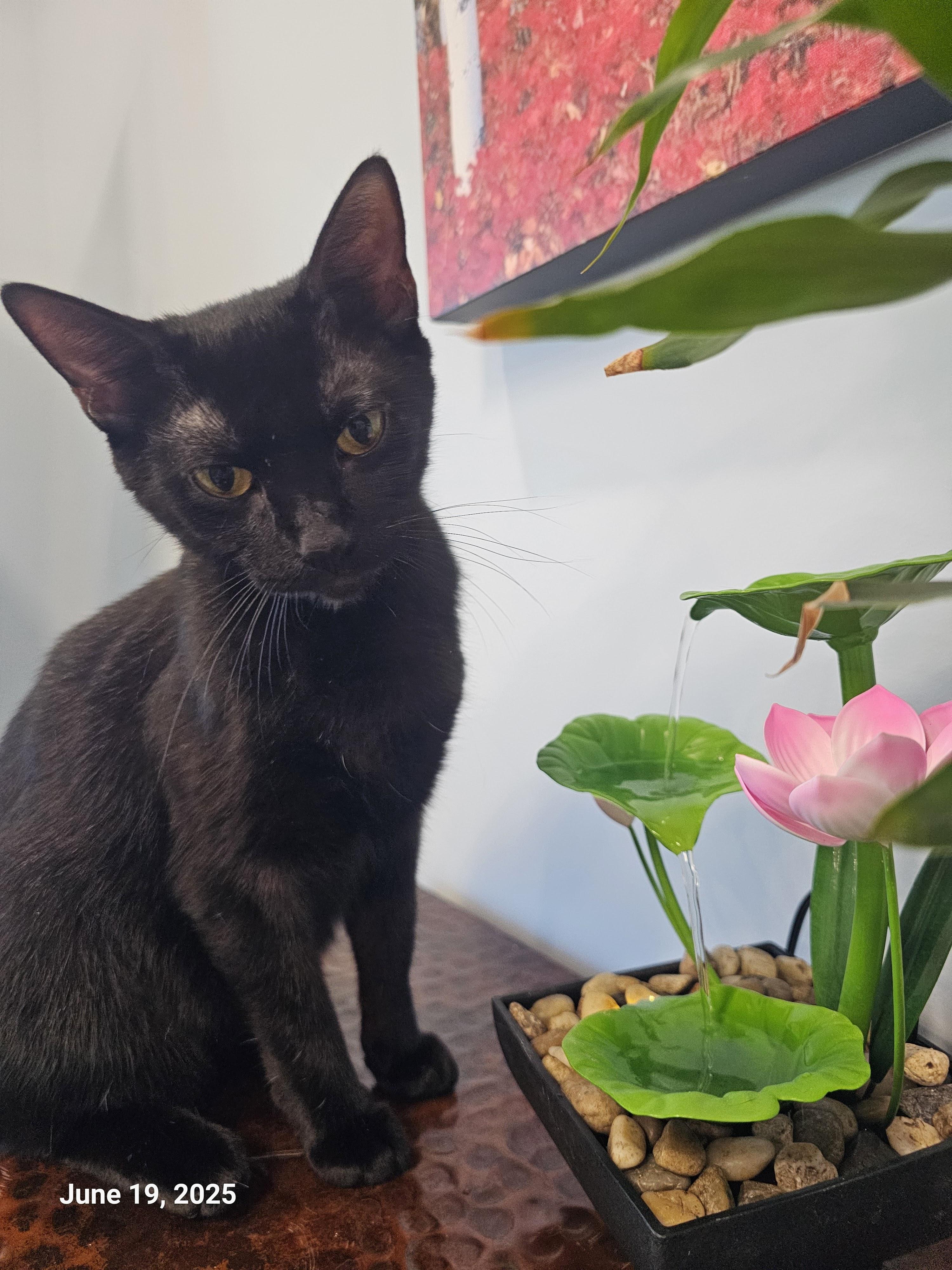 Terrah — thumbnail 6