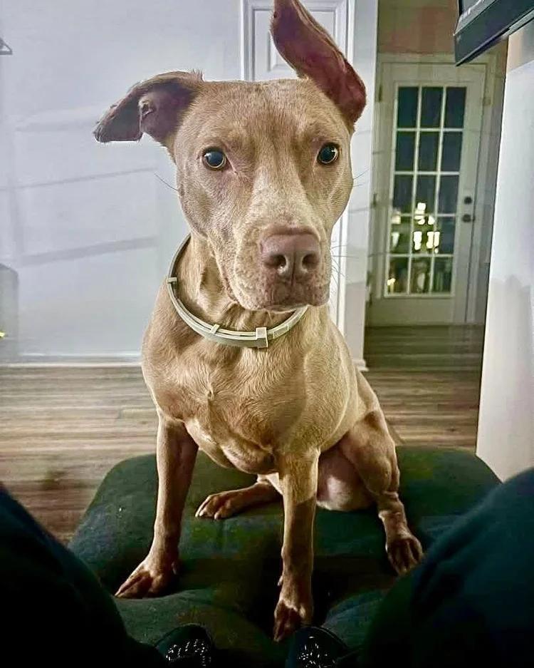 Hazel, a Adoptable mixed breed in Huntsville, AL image 1/5