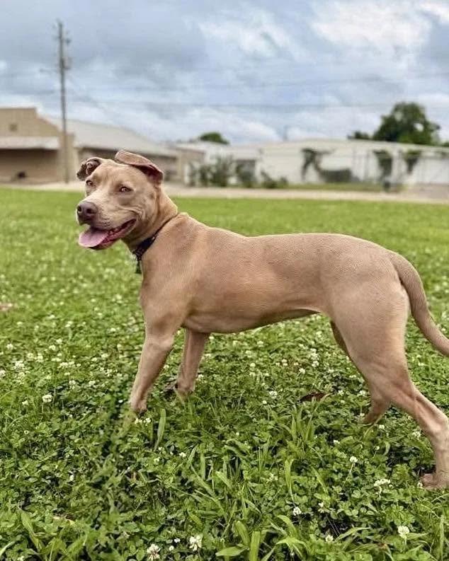 Hazel, a Adoptable mixed breed in Huntsville, AL image 2/5