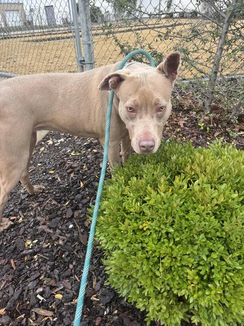 Hazel, a Adoptable mixed breed in Huntsville, AL image 5/5