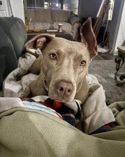 Hazel, a Adoptable mixed breed in Huntsville, AL image 3/5