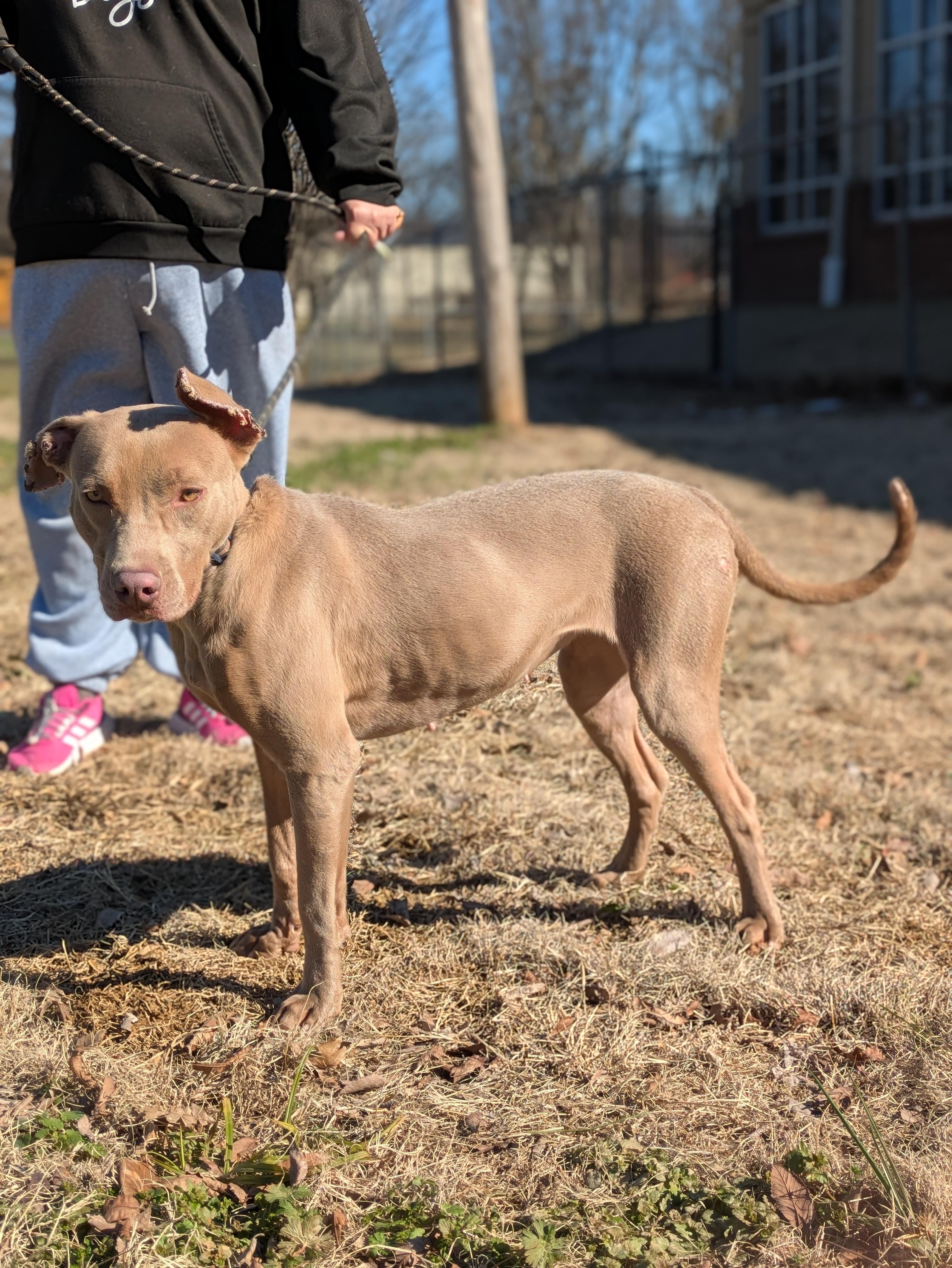 Enlarge Hazel, a Adoptable Pit Bull Terrier in Huntsville, AL image 2/3