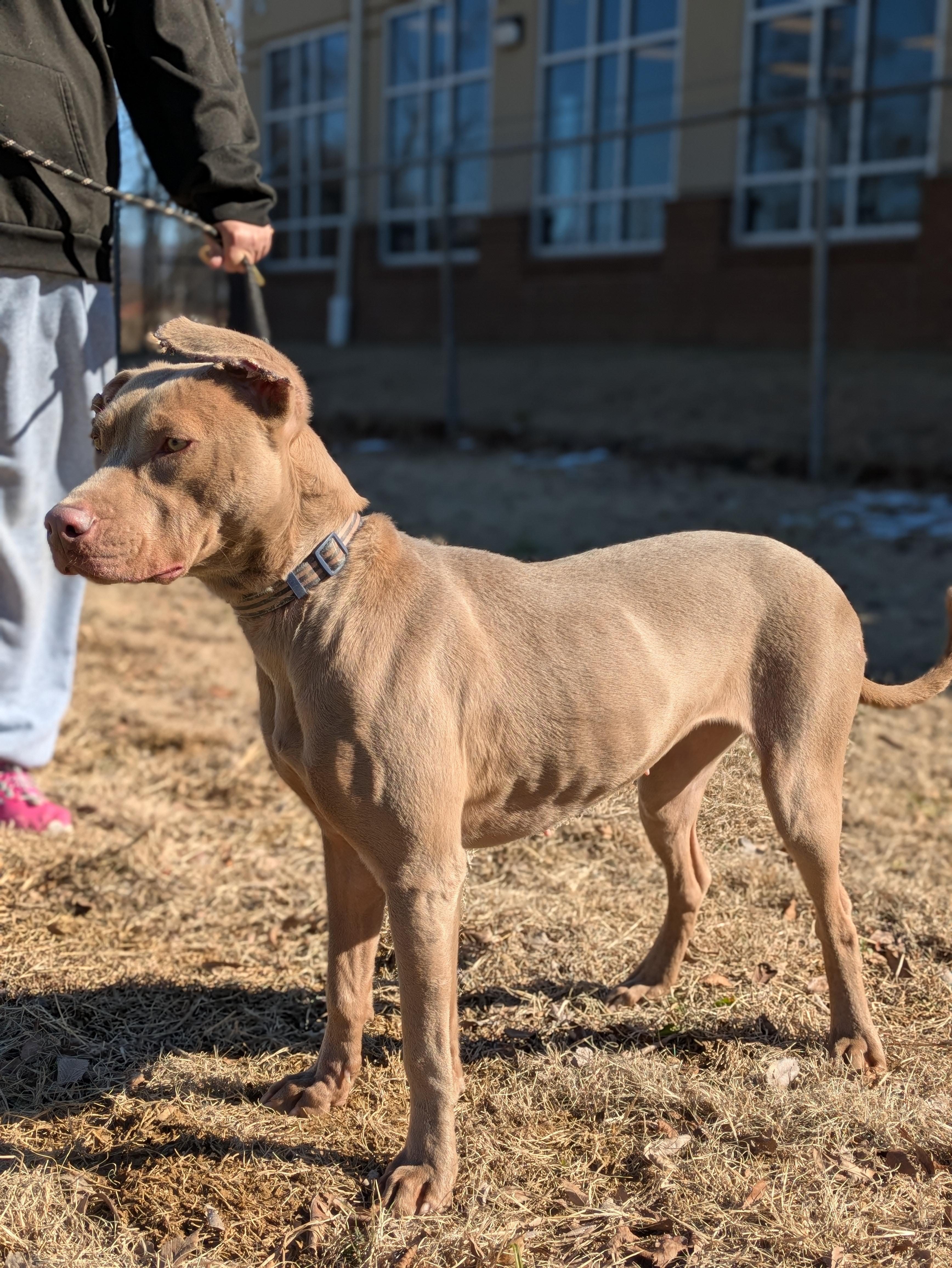 Enlarge Hazel, a Adoptable Pit Bull Terrier in Huntsville, AL image 1/3