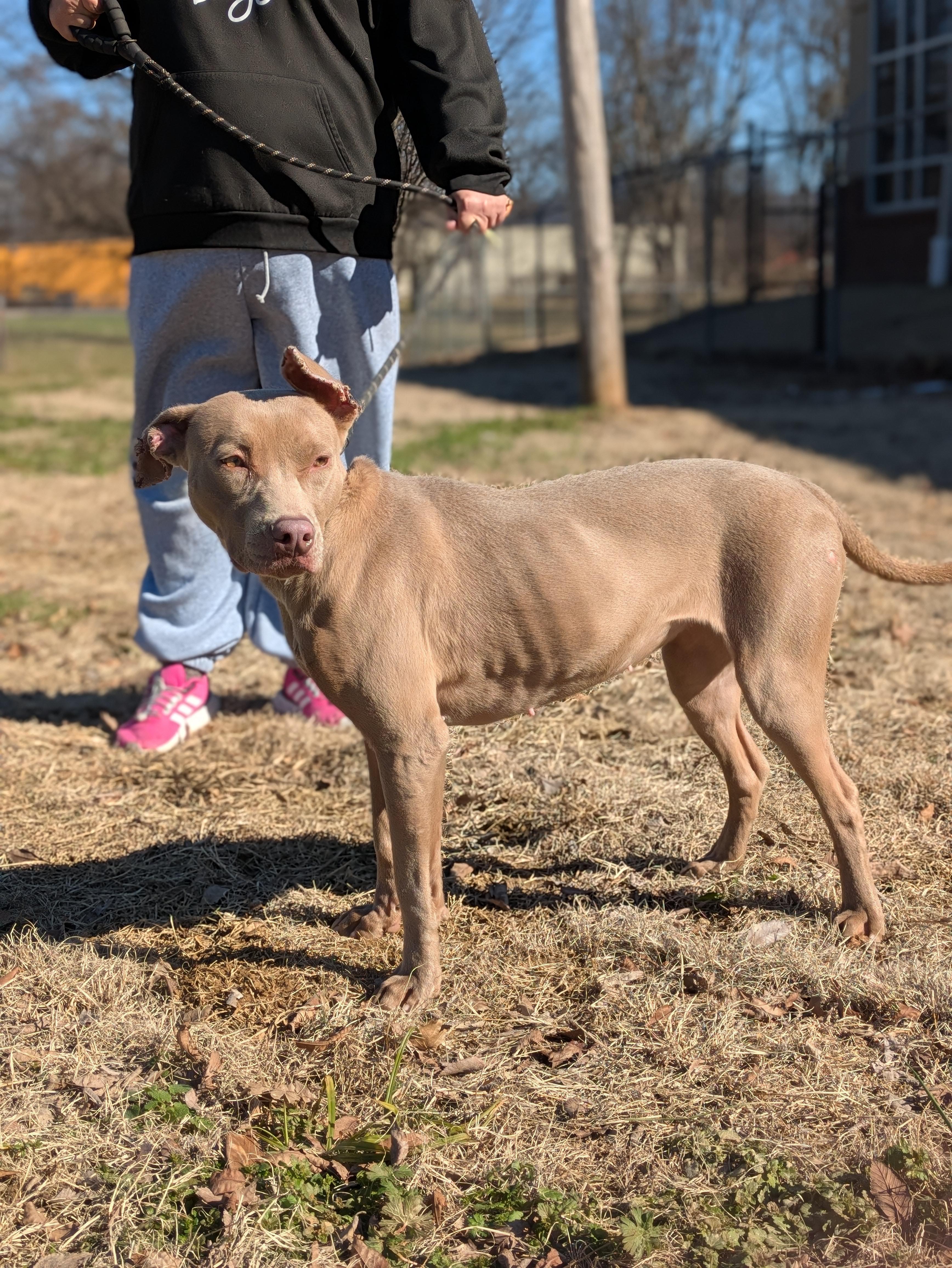 Enlarge Hazel, a Adoptable Pit Bull Terrier in Huntsville, AL image 3/3