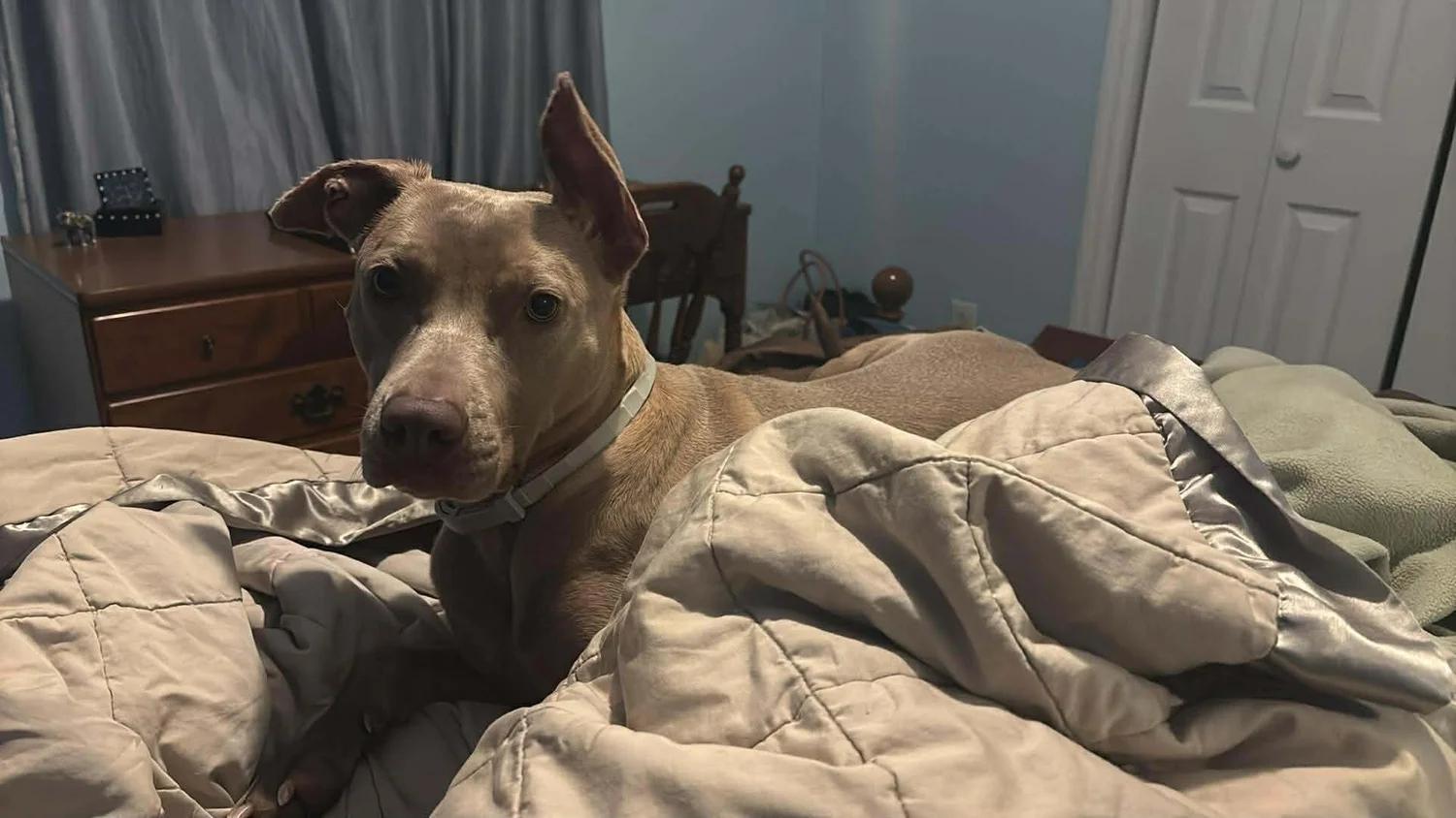 Hazel, a Adoptable mixed breed in Huntsville, AL image 4/5