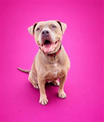 Enlarge DIAMOND, a Adoptable Mixed Breed in Jacksonville, FL image 1/1