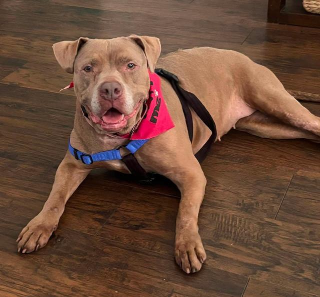 SWISS MISS, Adoptable, Adult Female Mixed Breed.