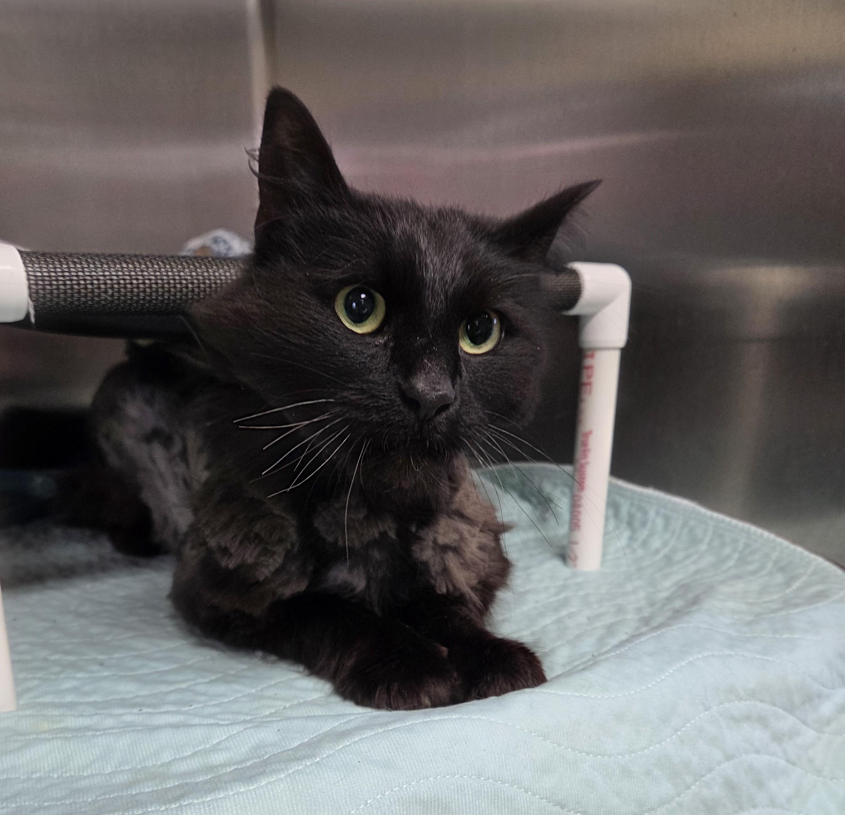 Binx, an adopted mixed breed in Carsonville, MI image 2/3