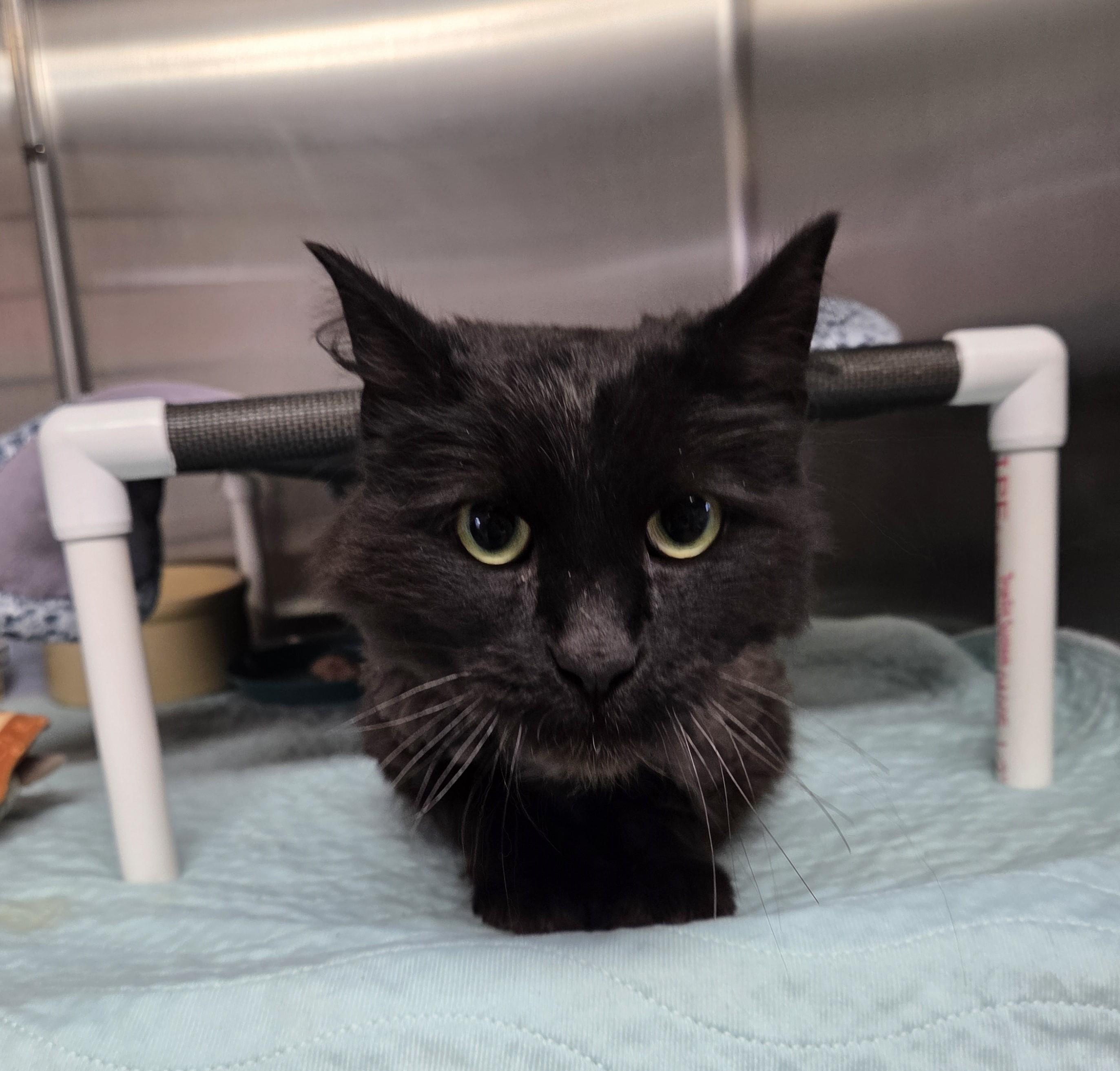 Binx, an adopted mixed breed in Carsonville, MI image 3/3