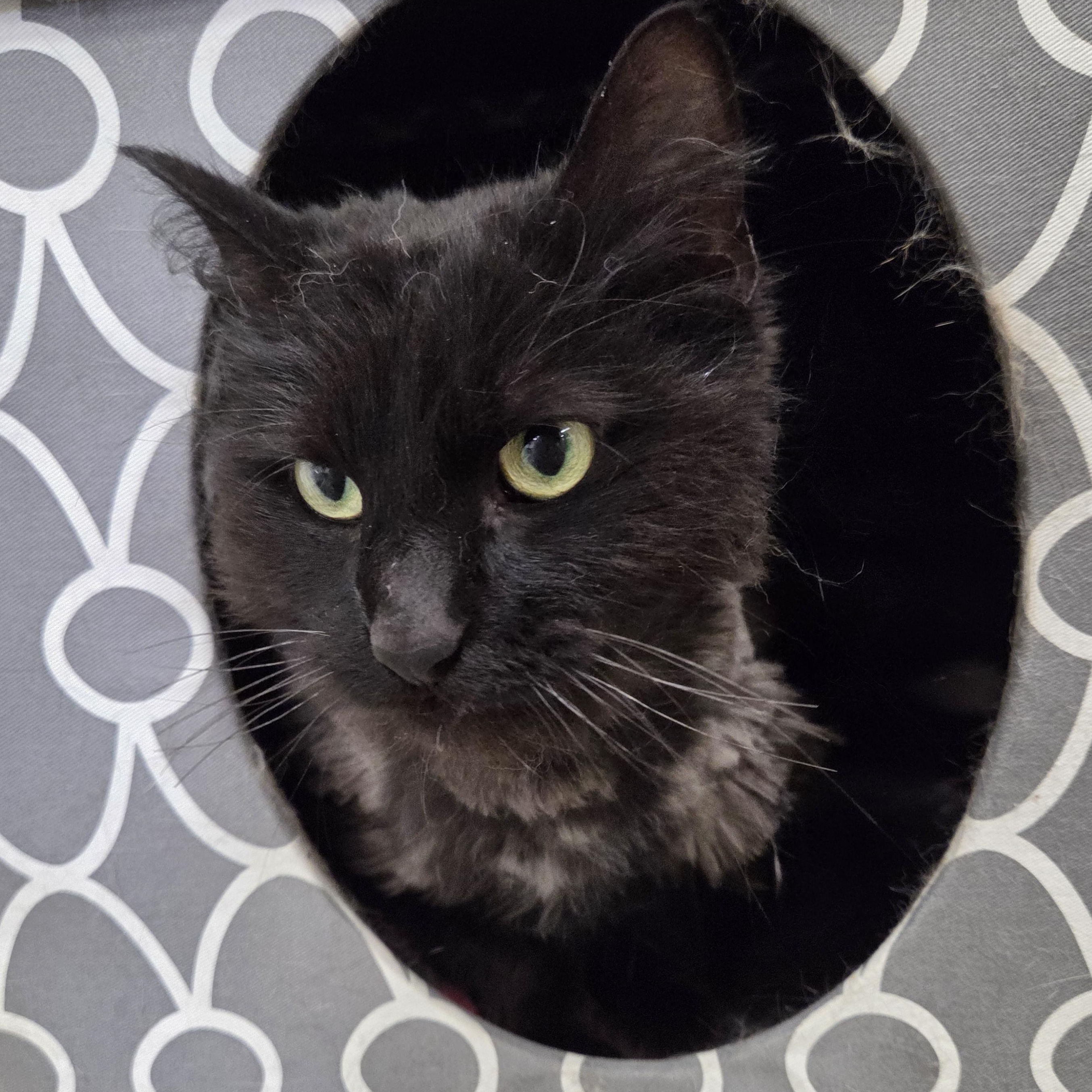 Binx, adopted, Adult Male Domestic Long Hair.