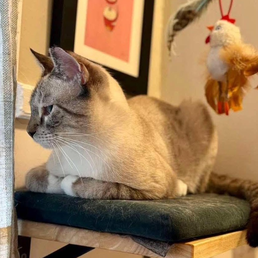 Umbra, a Adoptable mixed breed in Lubbock, TX image 3/4