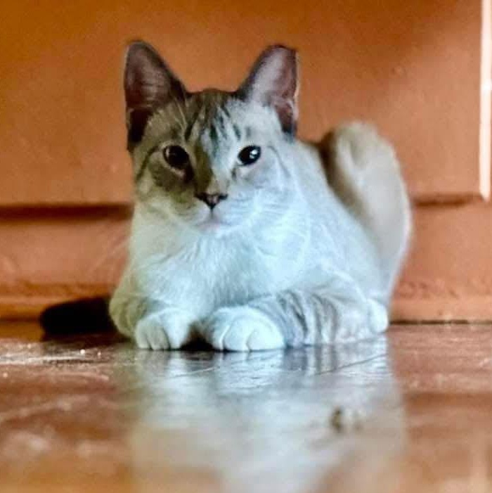 Umbra, Adoptable, Adult Female Domestic Short Hair.