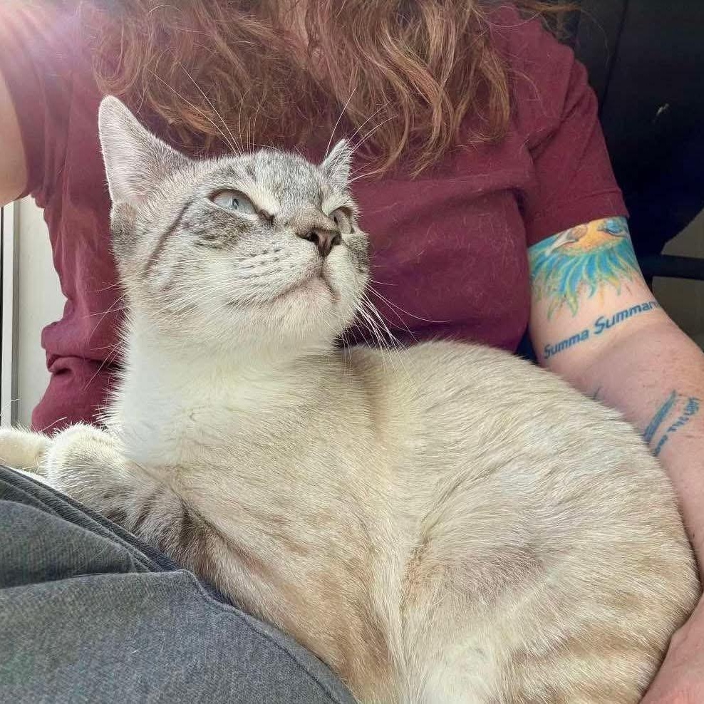 Umbra, a Adoptable mixed breed in Lubbock, TX image 4/4