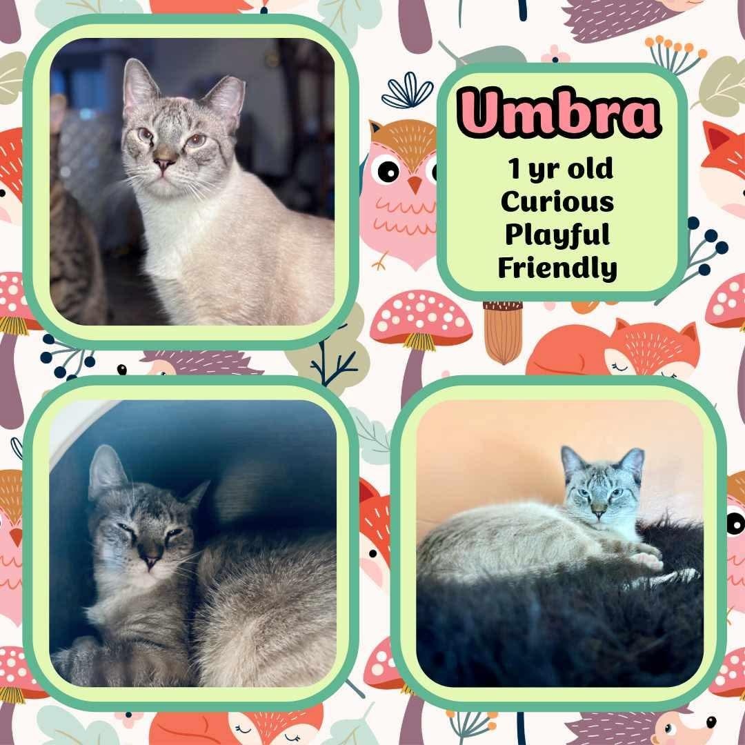 Umbra, Adoptable, Adult Female Domestic Short Hair.