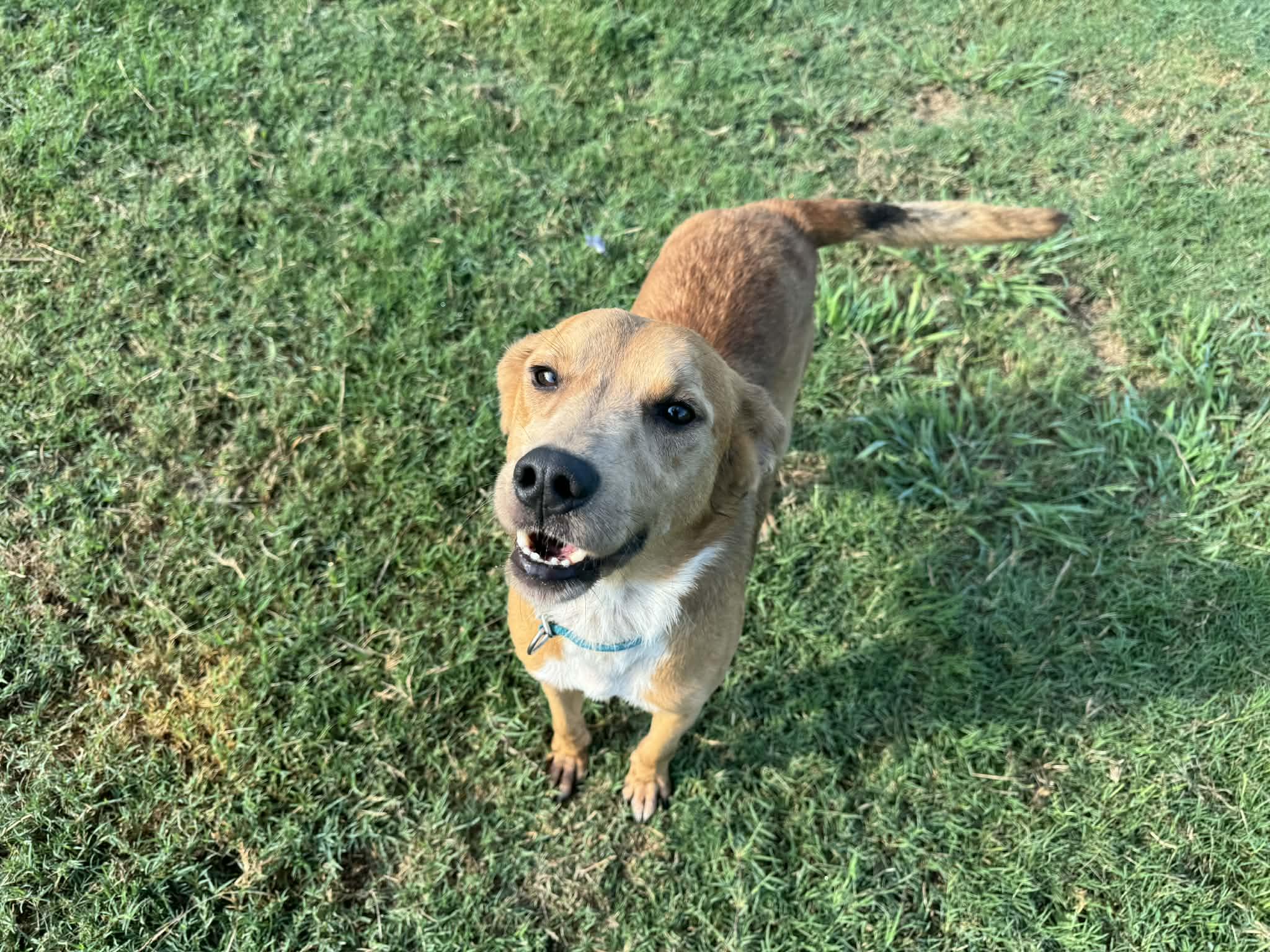 Bear, Adoptable, Adult Male Carolina Dog & Labrador Retriever.