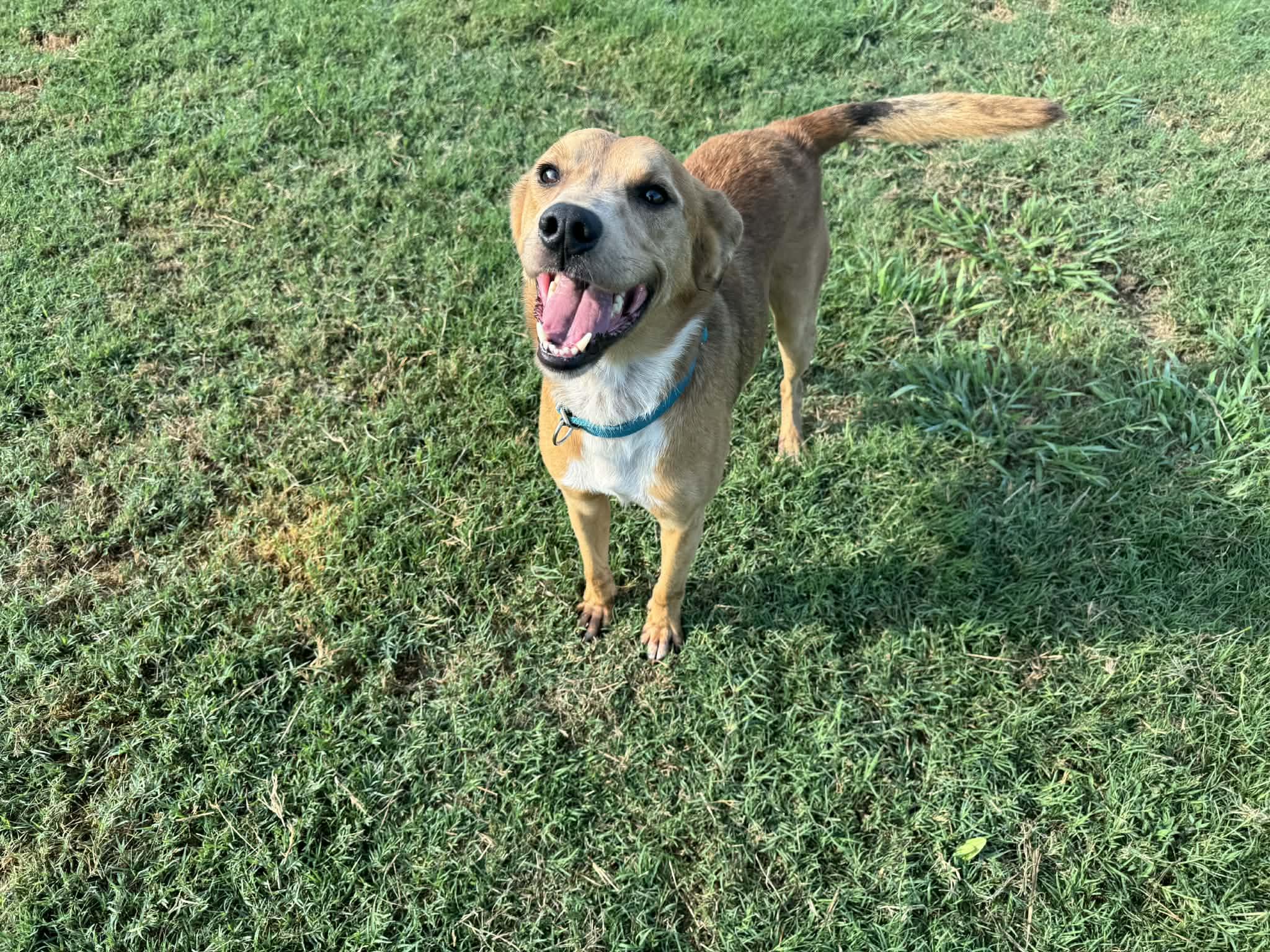 Enlarge Bear, a Adoptable mixed breed in New Haven, CT image 2/3