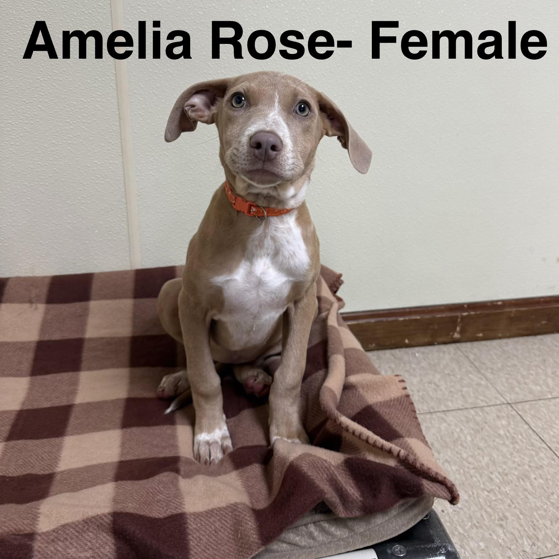 Amelia Rose, ADOPTABLE, Puppy Male Pointer.