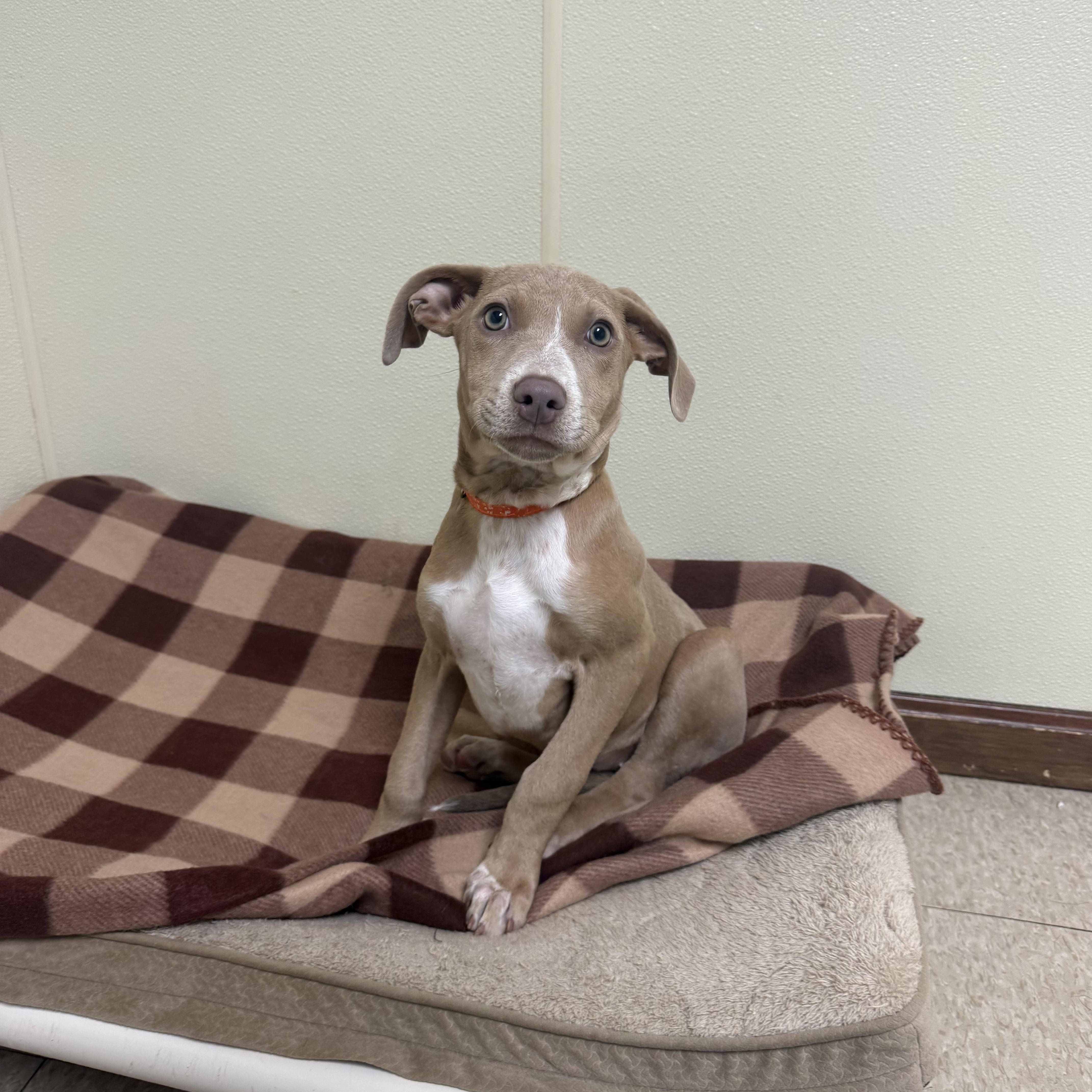 Enlarge Amelia Rose, a ADOPTABLE mixed breed in Douglas, MA image 2/4