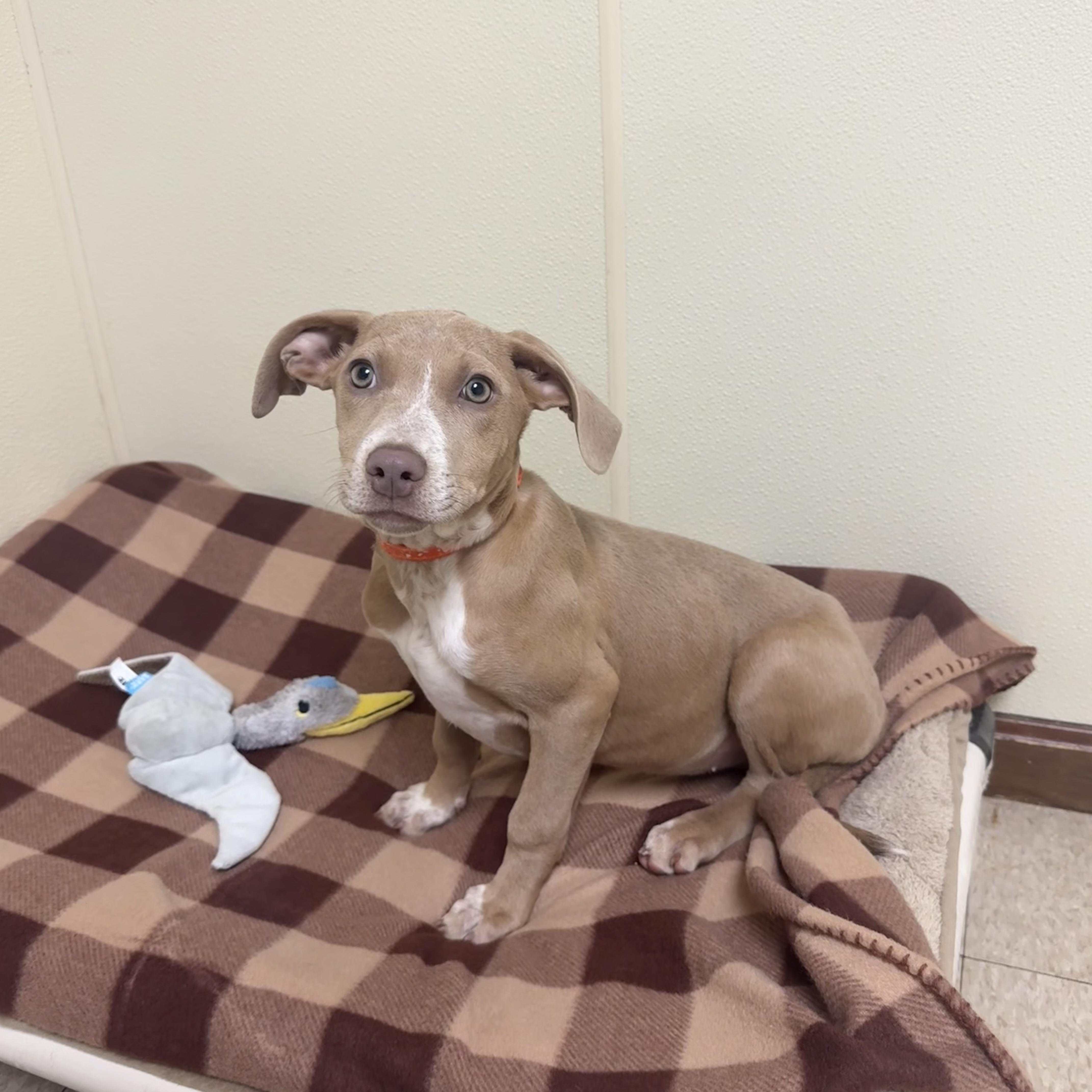 Enlarge Amelia Rose, a ADOPTABLE mixed breed in Douglas, MA image 4/4