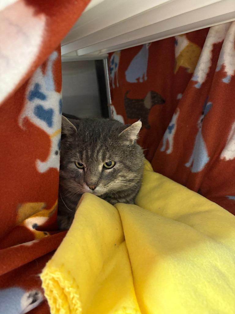 Enlarge Theodore, a Adoptable mixed breed in Minot, ND image 1/2