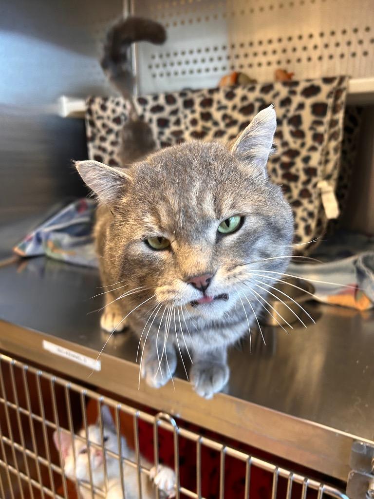 Enlarge Theodore, a Adoptable mixed breed in Minot, ND image 2/2