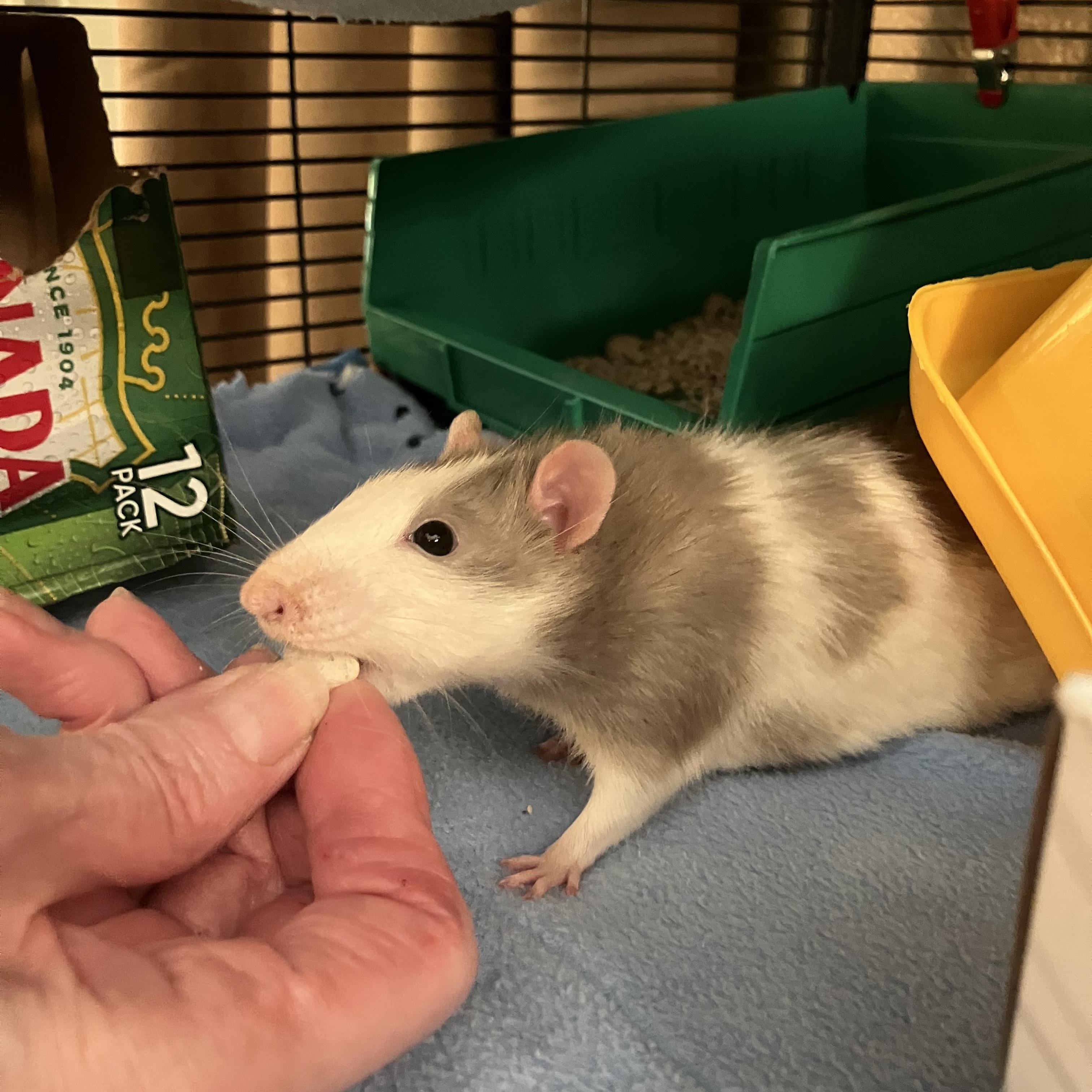 Crouton, ADOPTABLE, Adult Male Rat.