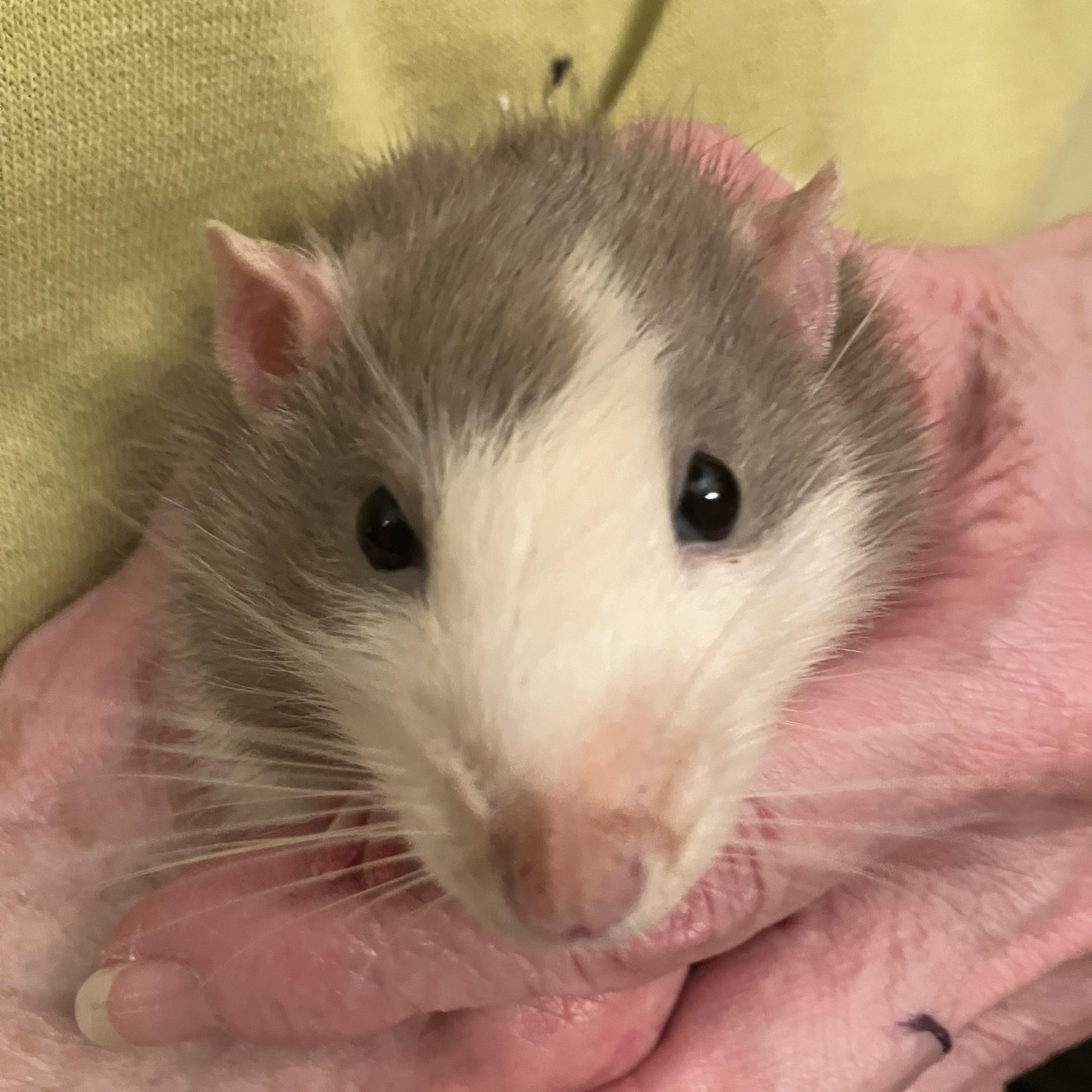 Enlarge Crouton, a ADOPTABLE Rat in Scottsdale, AZ image 2/2
