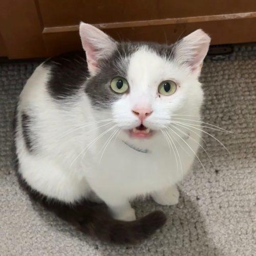 Whirly, Adoptable, Adult Male Domestic Short Hair.