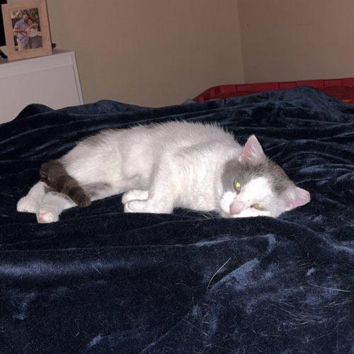 Whirly, Adoptable, Senior Male Domestic Short Hair.