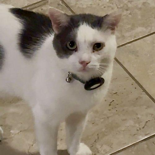 Enlarge Whirly, a Adoptable Domestic Short Hair in Seven Valleys, PA image 2/5
