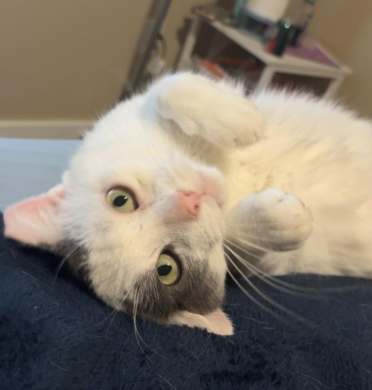 Whirly, a Adoptable Domestic Short Hair in Seven Valleys, PA image 2/5