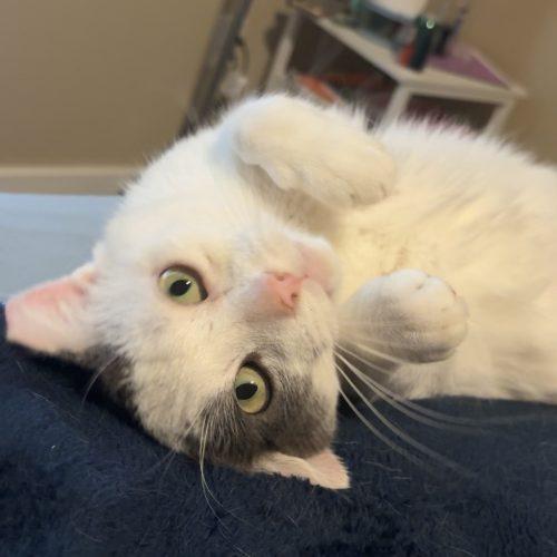 Enlarge Whirly, a Adoptable Domestic Short Hair in Seven Valleys, PA image 3/6