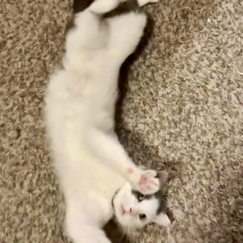 Enlarge Whirly, a Adoptable Domestic Short Hair in Seven Valleys, PA image 3/5