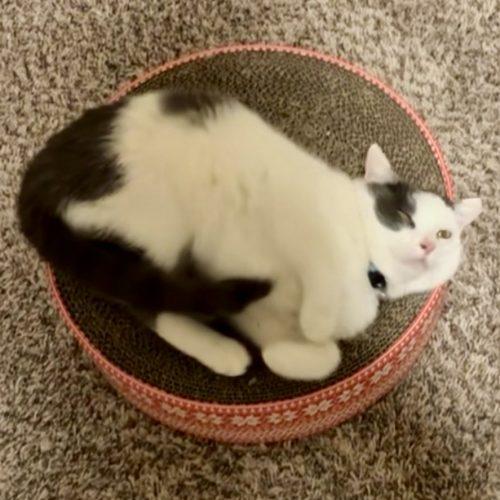 Whirly, a Adoptable Domestic Short Hair in Seven Valleys, PA image 3/5