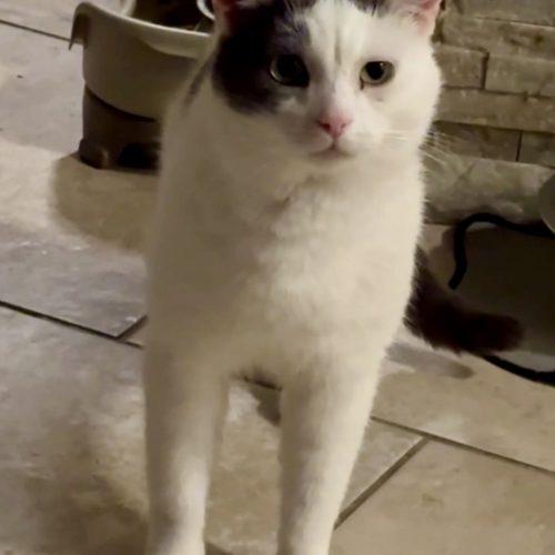 Whirly, a Adoptable Domestic Short Hair in Seven Valleys, PA image 4/5
