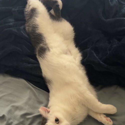 Whirly, a Adoptable Domestic Short Hair in Seven Valleys, PA image 5/5