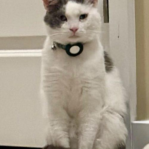 Enlarge Whirly, a Adoptable Domestic Short Hair in Seven Valleys, PA image 5/5