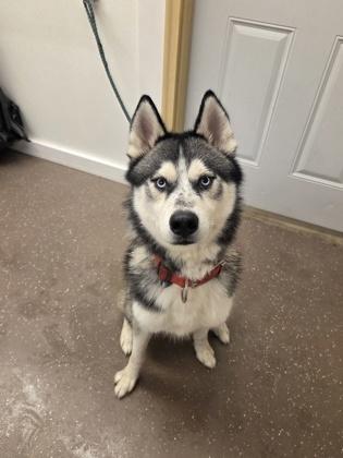 Enlarge Ralph, a Adoptable mixed breed in South Bend, IN image 1/2