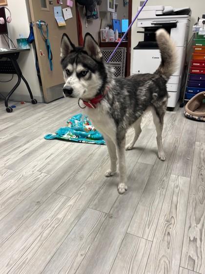 Enlarge Ralph, a Adoptable mixed breed in South Bend, IN image 2/2