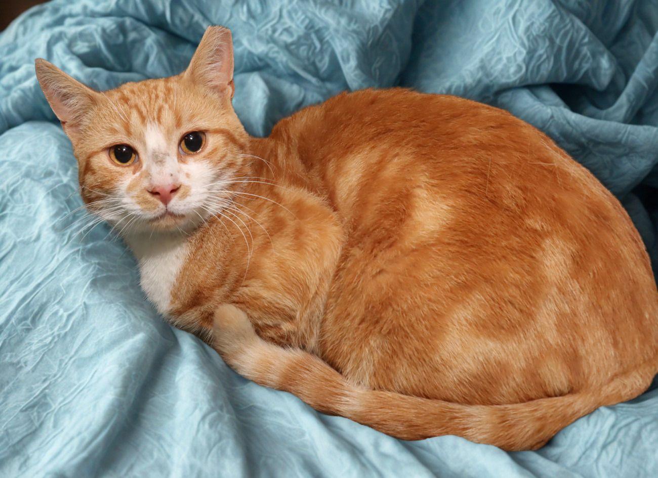 Garbo, an adoptable Domestic Short Hair in Euclid, OH image 3/6