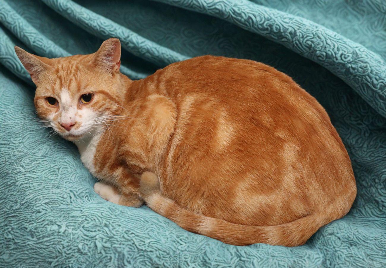 Garbo, an adoptable Domestic Short Hair in Euclid, OH image 5/6