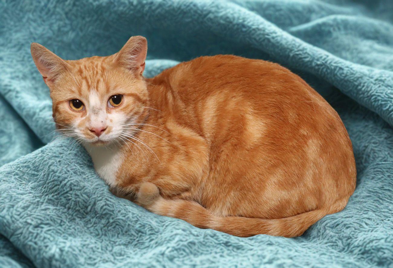 Garbo, an adoptable Domestic Short Hair in Euclid, OH image 4/6