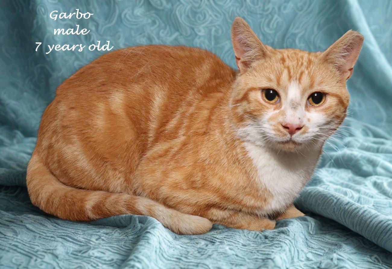Garbo, an adoptable Domestic Short Hair in Euclid, OH image 2/6