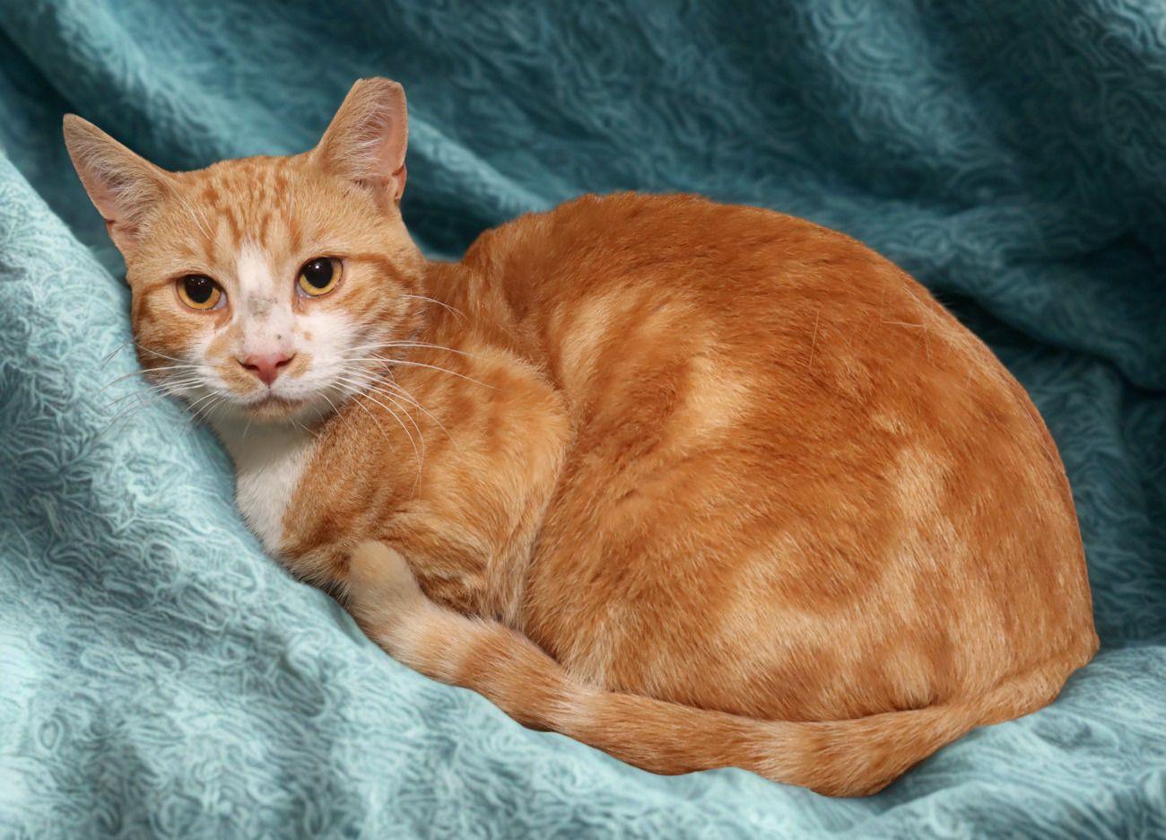 Garbo, an adoptable Domestic Short Hair in Euclid, OH image 6/6
