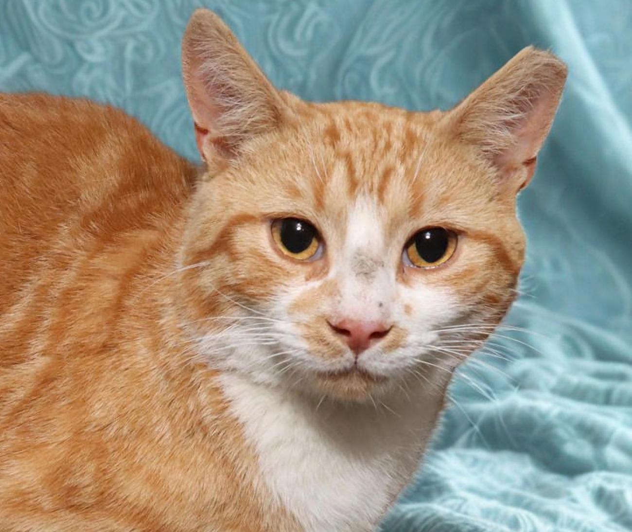 Garbo, adoptable, Adult Male Domestic Short Hair.