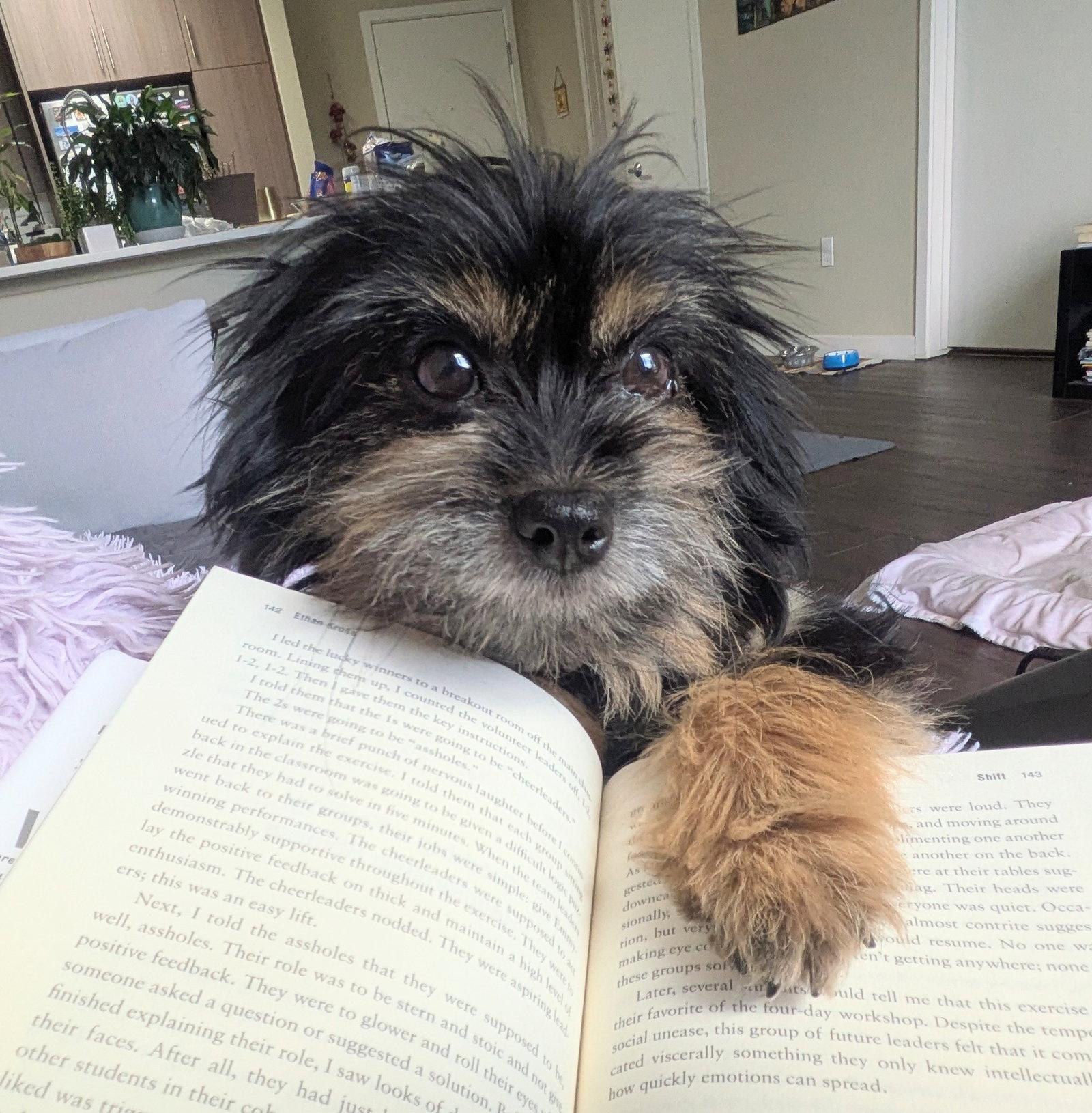 Enlarge BonBon, a Adopted Shih Tzu in Palo Alto, CA image 2/3