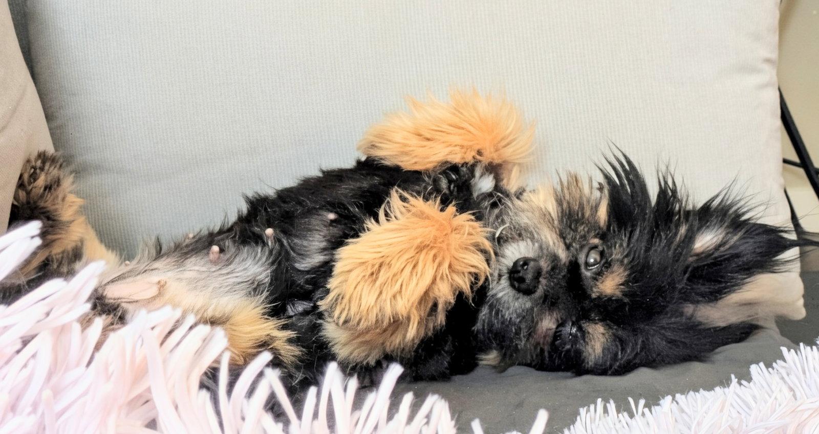 Enlarge BonBon, a Adopted Shih Tzu in Palo Alto, CA image 3/3