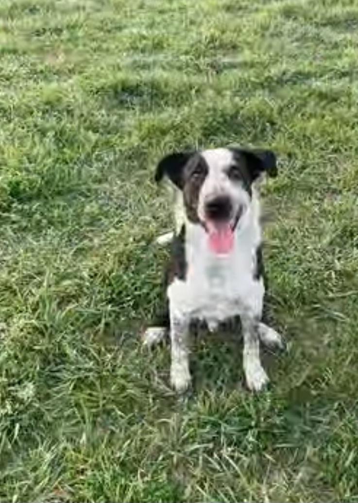 Enlarge Lol-Tripp, a Adoptable Australian Cattle Dog / Blue Heeler in Billings, MT image 3/4