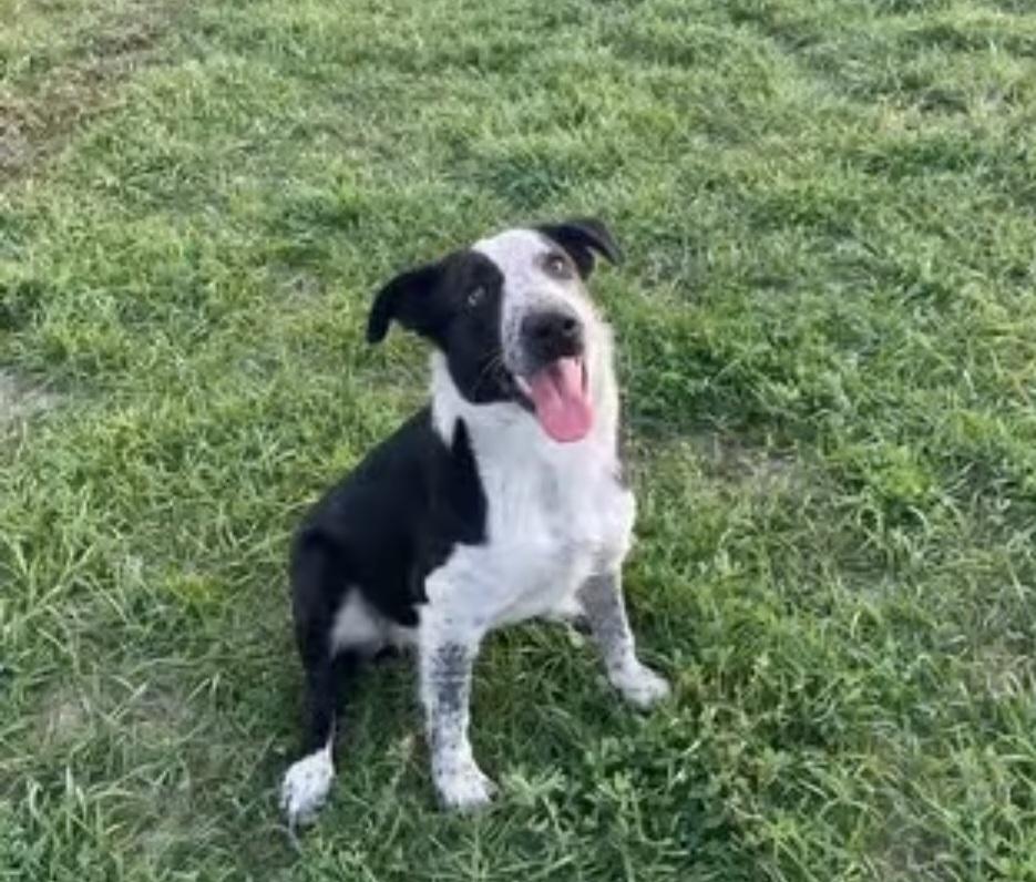 Enlarge Lol-Tripp, a Adoptable Australian Cattle Dog / Blue Heeler in Billings, MT image 4/4
